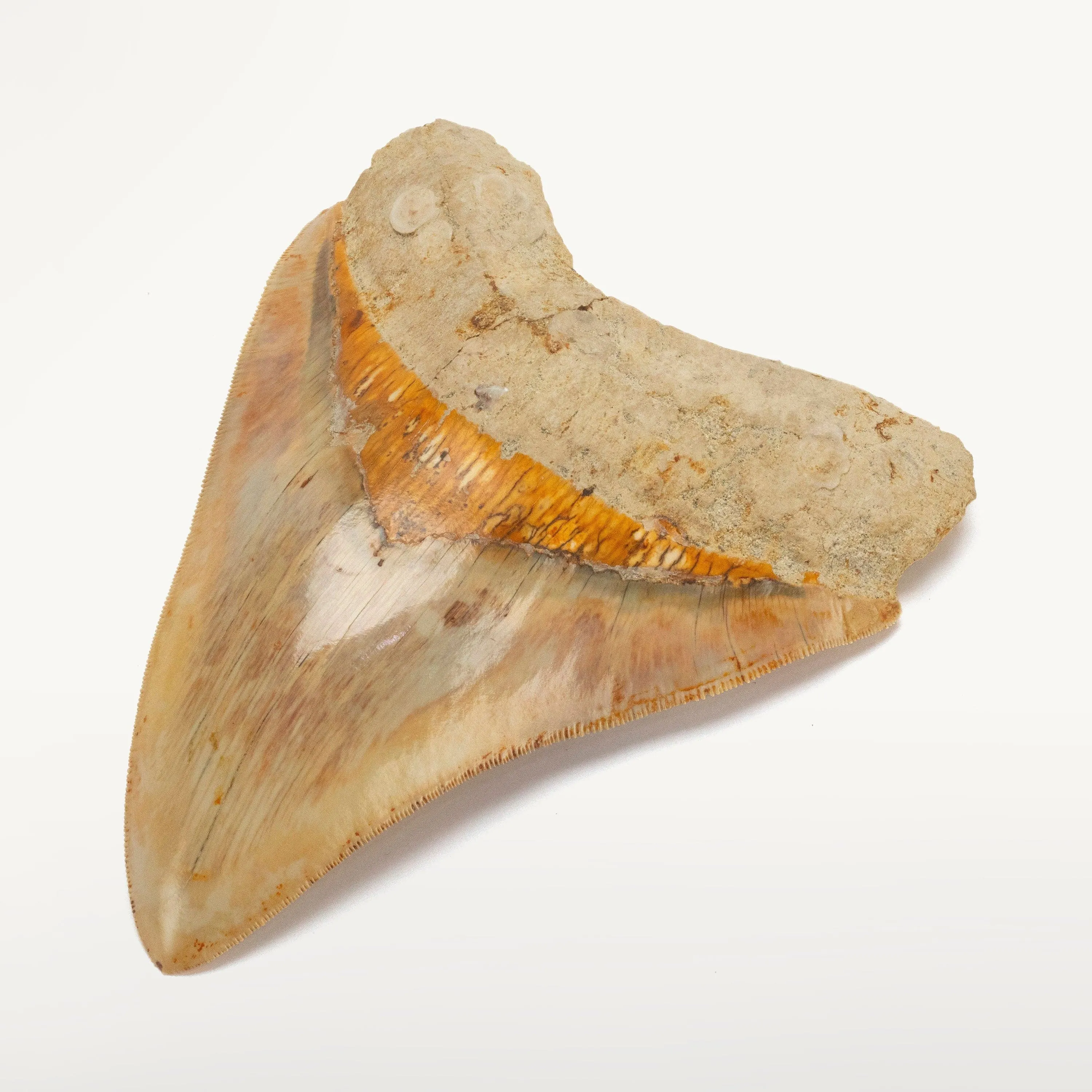 Natural Megalodon Tooth from Indonesia - 5.3