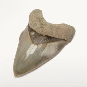 Natural Megalodon Tooth from Indonesia - 5.3