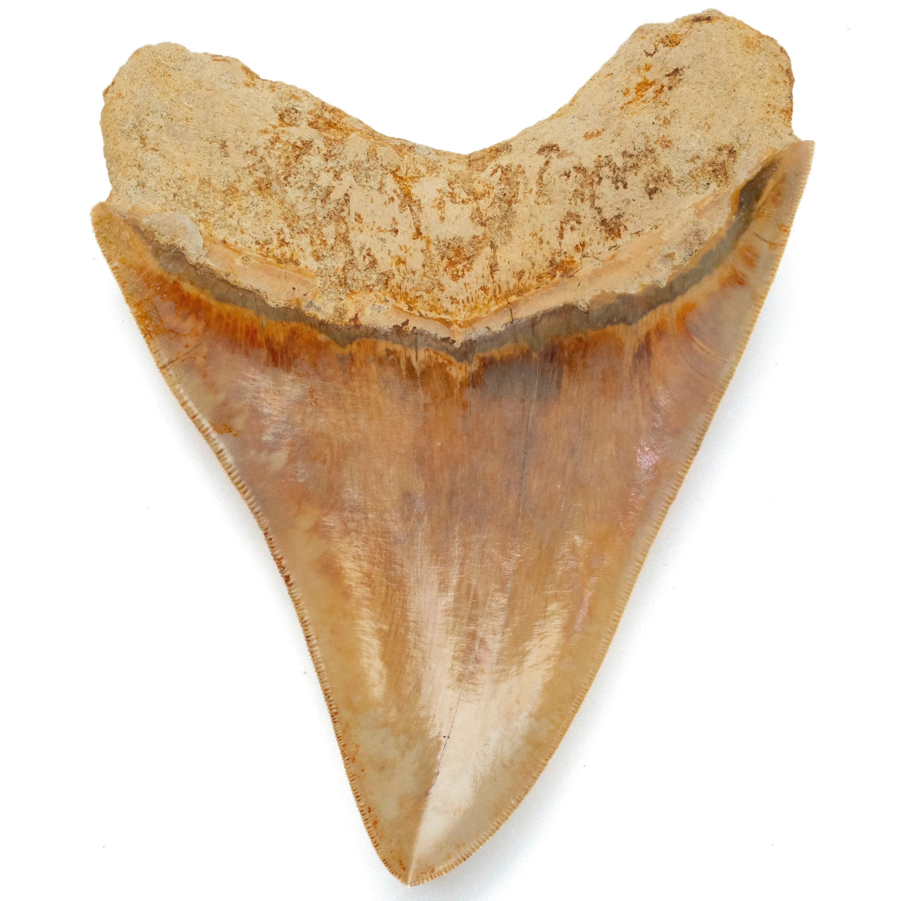 Natural Megalodon Tooth from Indonesia - 5.3