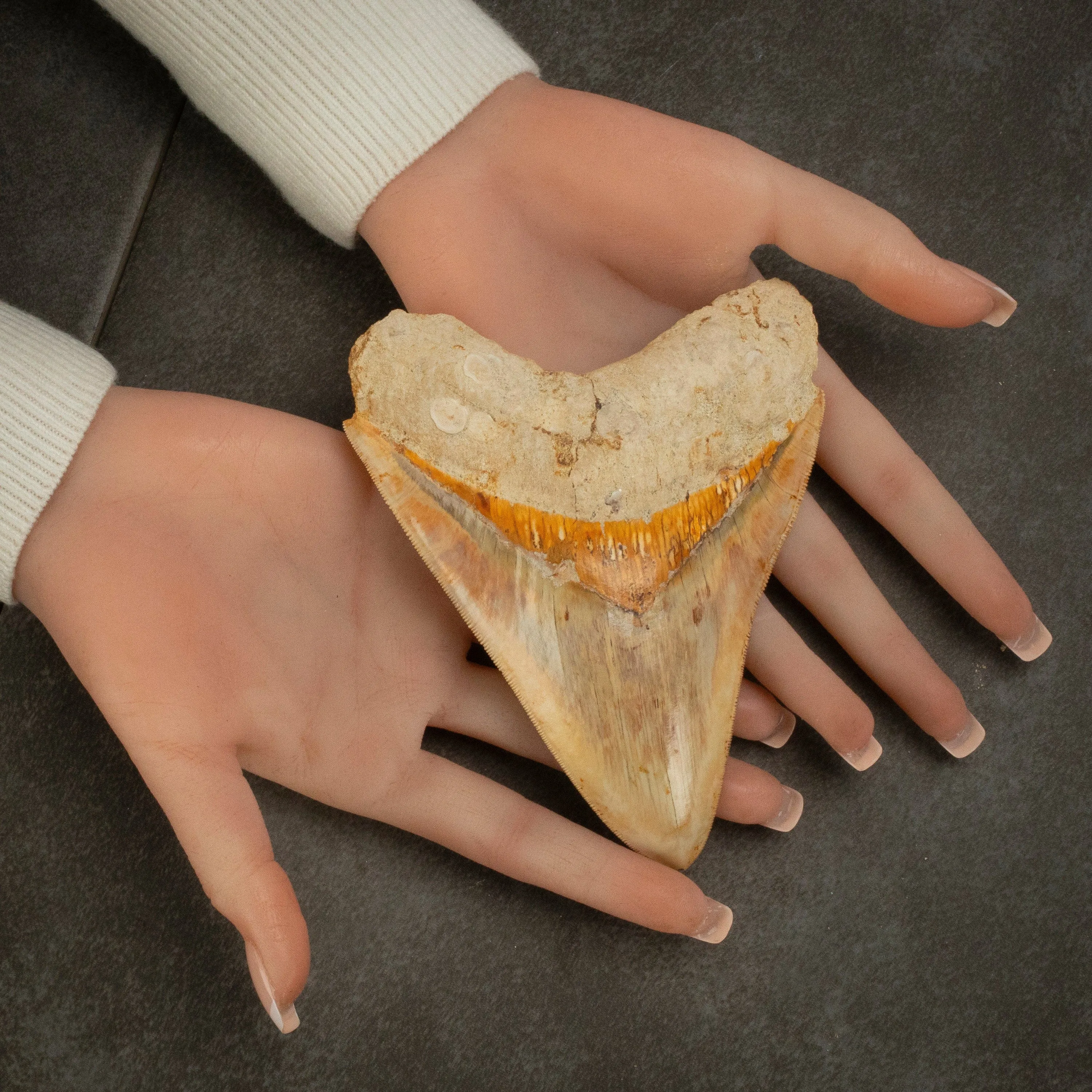 Natural Megalodon Tooth from Indonesia - 5.3