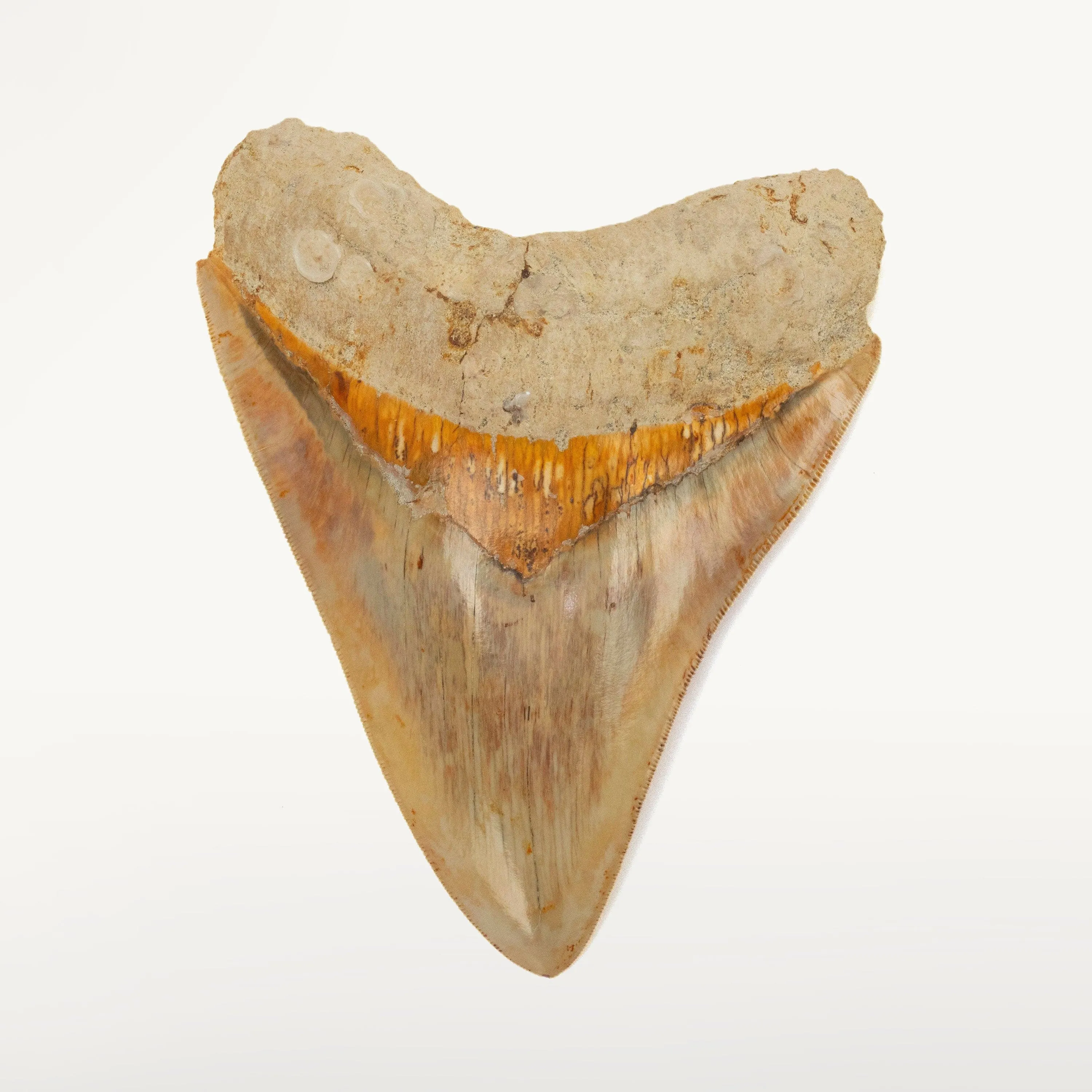 Natural Megalodon Tooth from Indonesia - 5.3